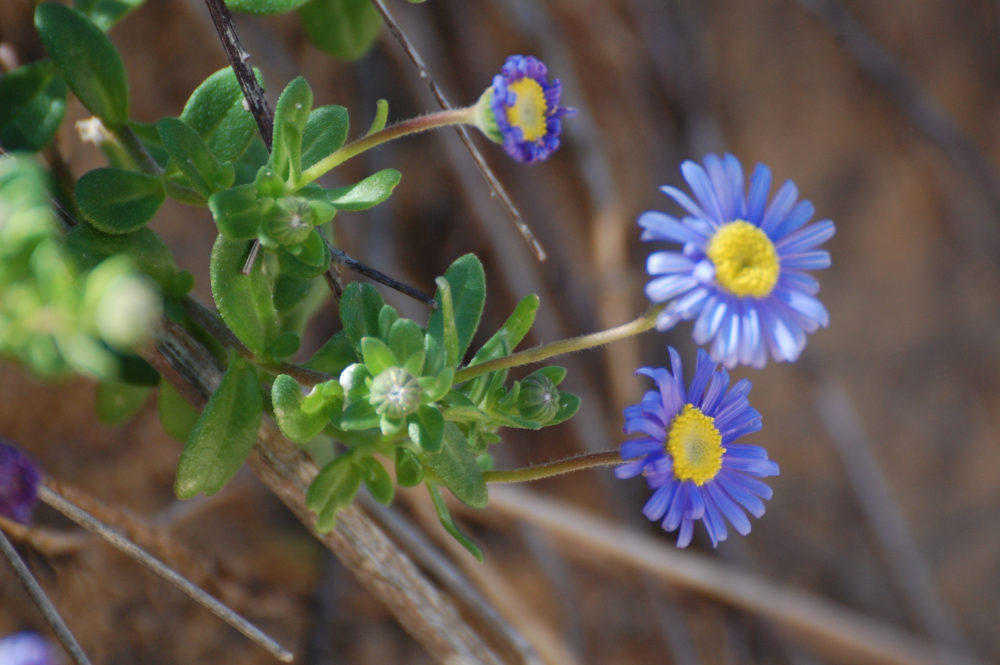 dal Sud Africa: Felicia amoena ssp. latifolia (Asteraceae)