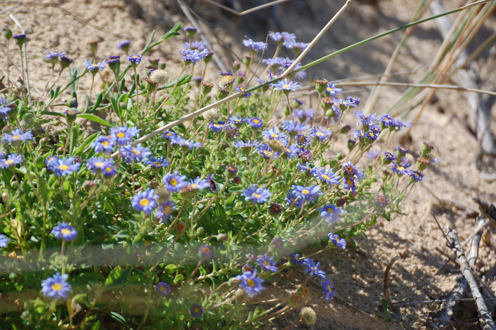 dal Sud Africa: Felicia amoena ssp. latifolia (Asteraceae)