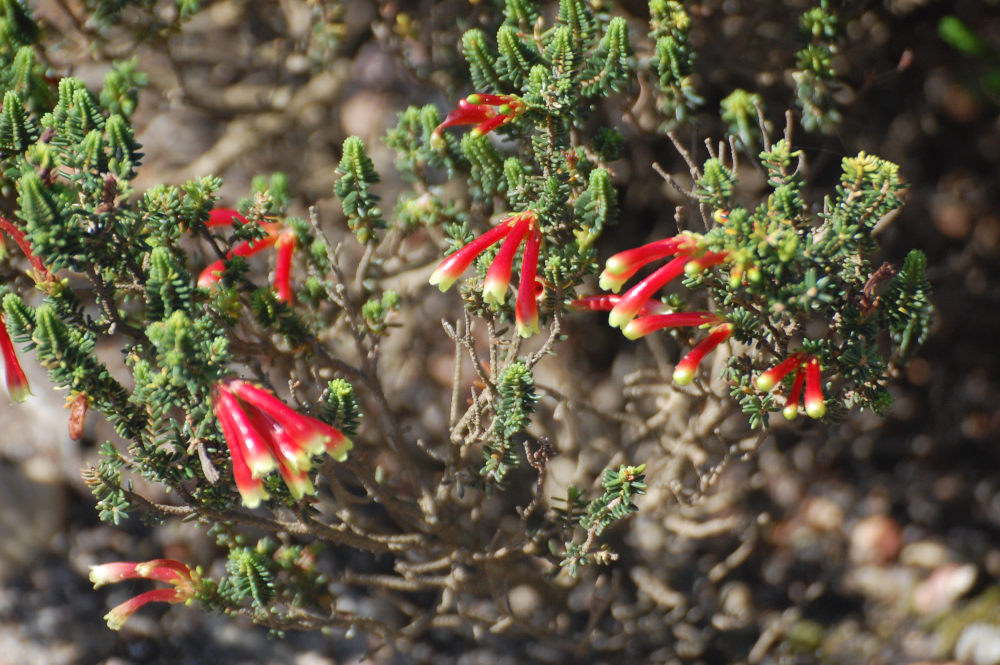 dal Sud Africa: Erica discolor-versicolor group (Ericaceae)