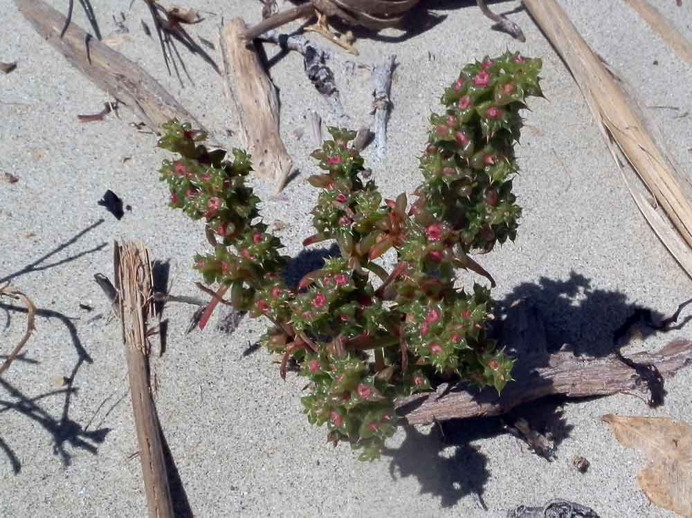 Salsola kali (Amaranthaceae) - Nuova Zelanda