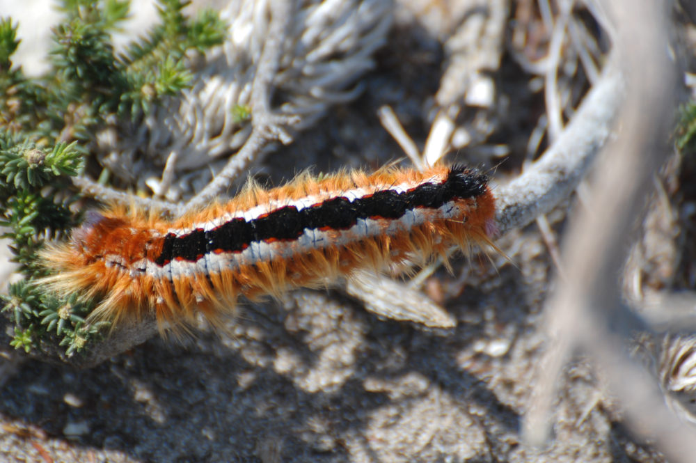 dal Sud Africa: Eutricha capensis (Lasiocampidae)