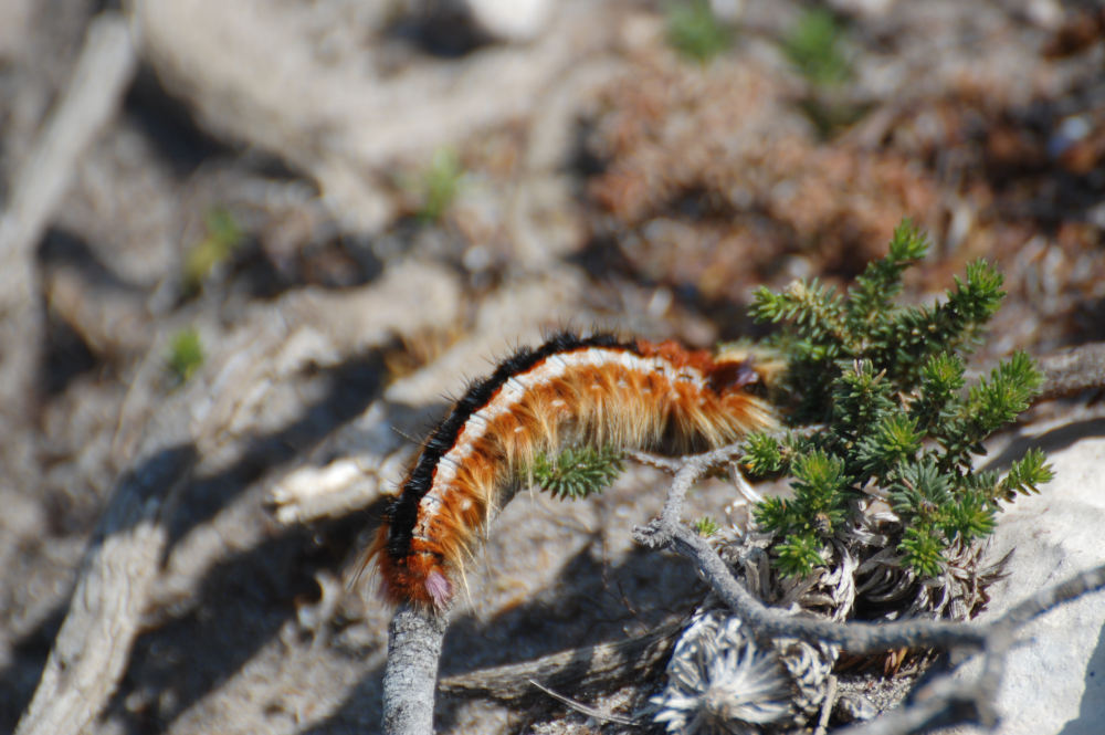 dal Sud Africa: Eutricha capensis (Lasiocampidae)