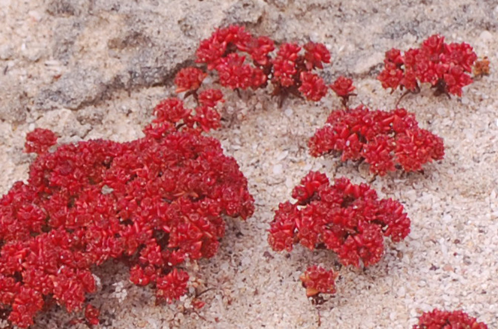 dal Sud Africa: Crassula glomerata (Crassulaceae)