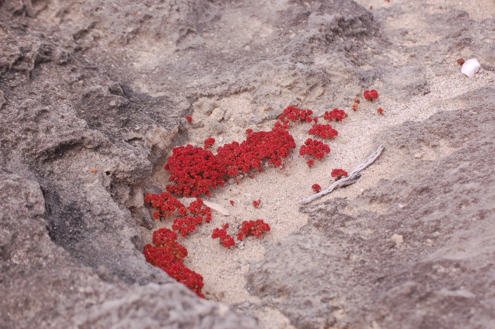 dal Sud Africa: Crassula glomerata (Crassulaceae)