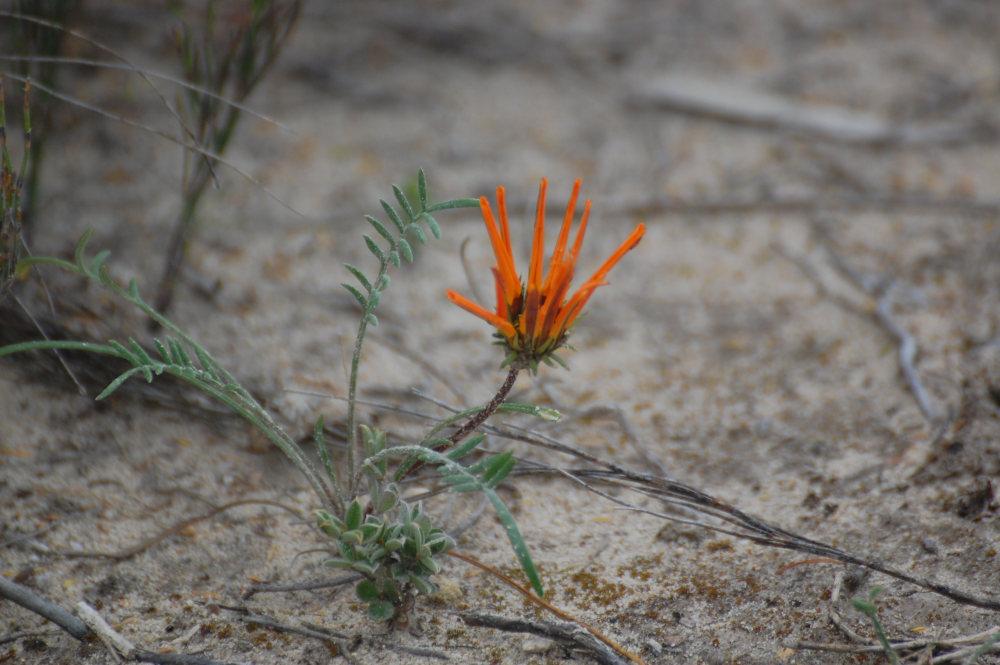 dal Sud Africa: Gazania pectinata (Asteraceae)