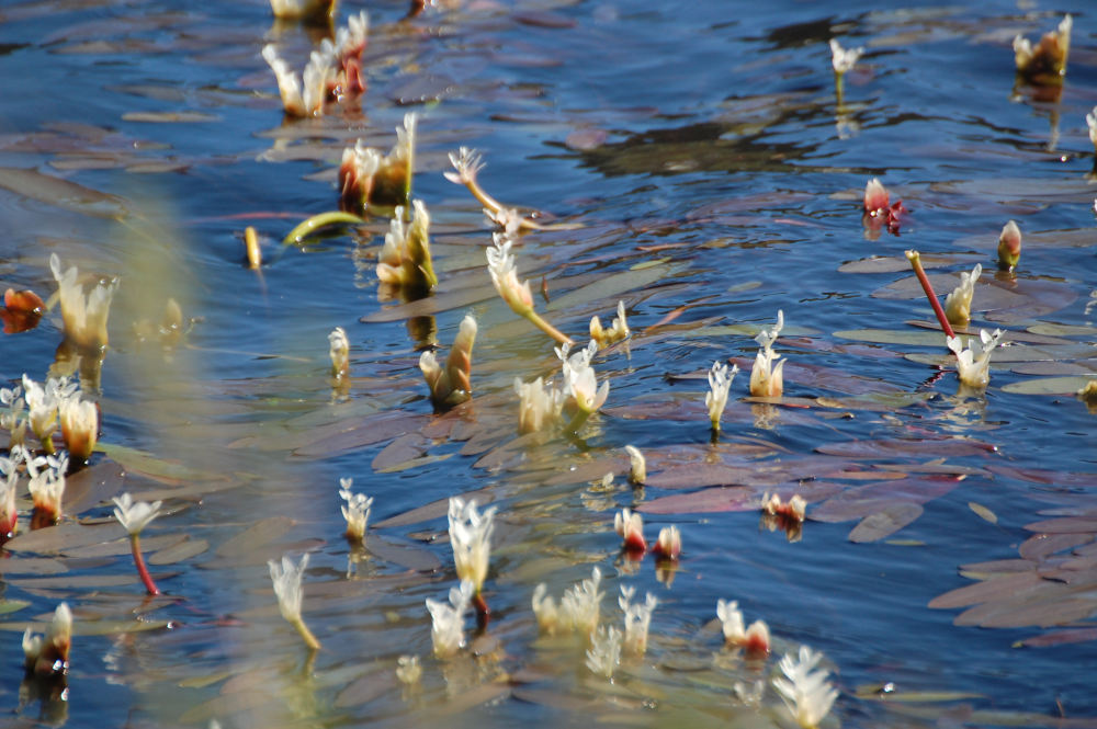 dal Sud Africa: Aponogeton distachyos (Aponogetonaceae)