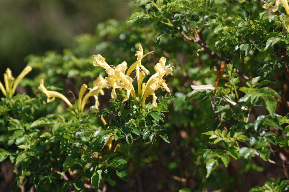 dal Sud Africa: Tecoma capensis (Bignoniaceae)