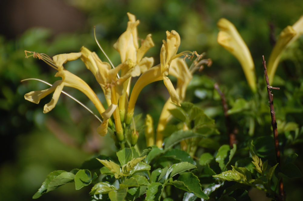 dal Sud Africa: Tecoma capensis (Bignoniaceae)