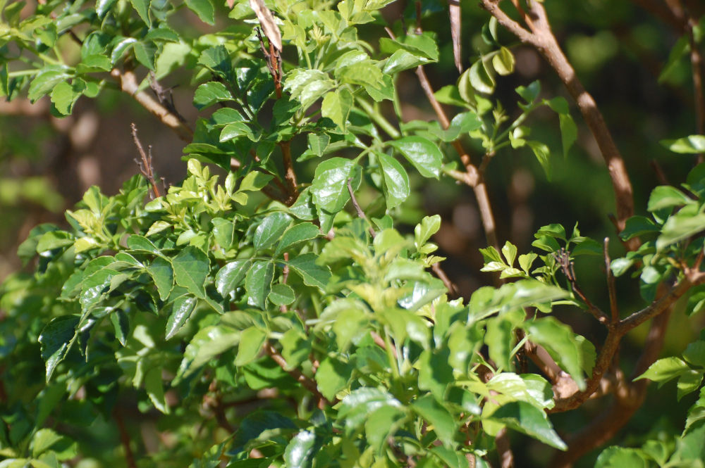 dal Sud Africa: Tecoma capensis (Bignoniaceae)