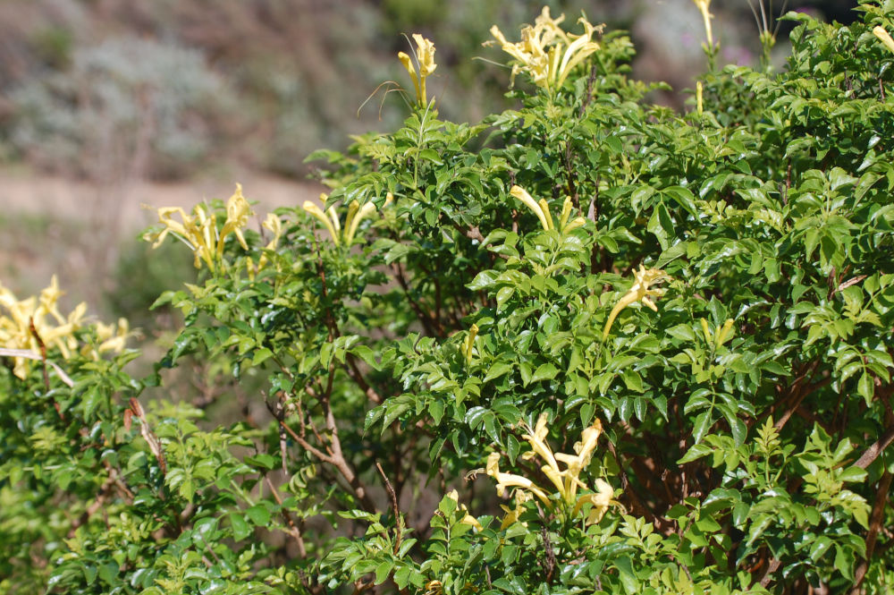 dal Sud Africa: Tecoma capensis (Bignoniaceae)