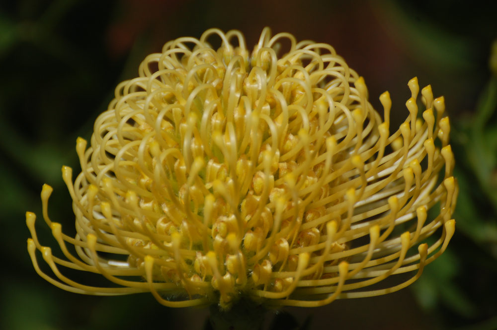 dal Sud Africa: Leucospermum sp. (Proteaceae)