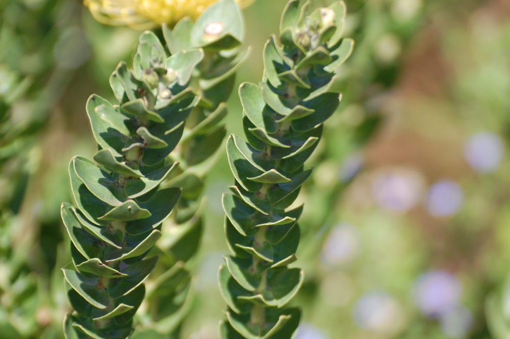 dal Sud Africa: Leucospermum sp. (Proteaceae)