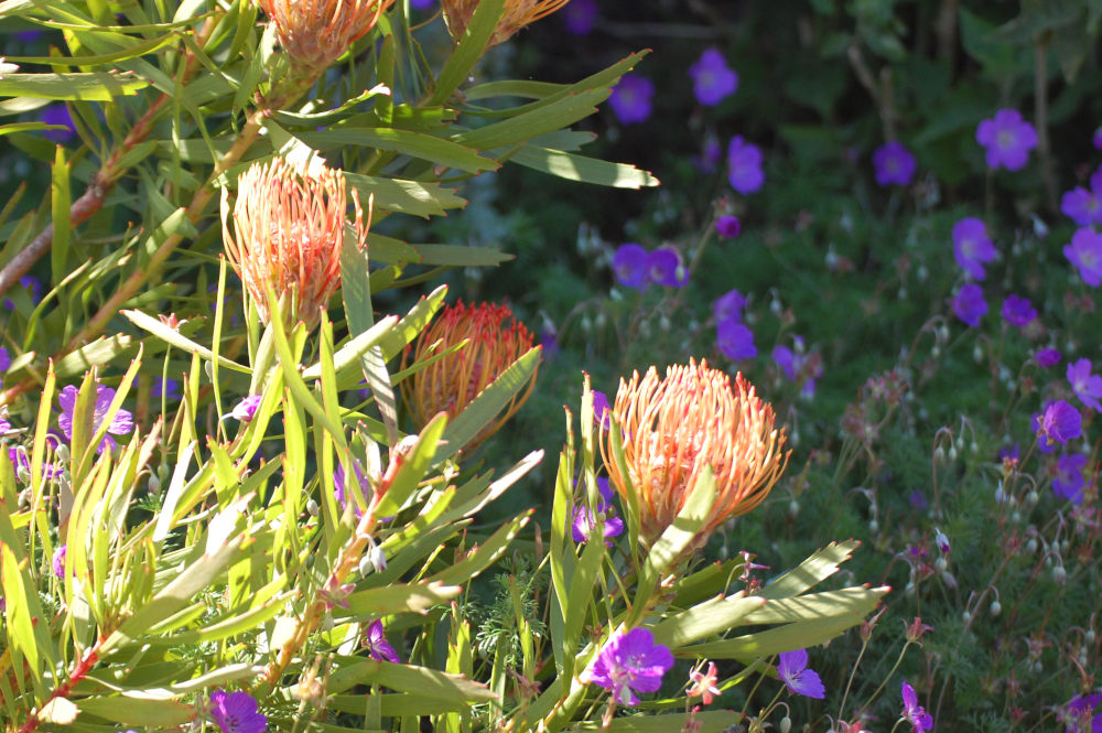 dal Sud Africa: Leucospermum sp. (Proteaceae)