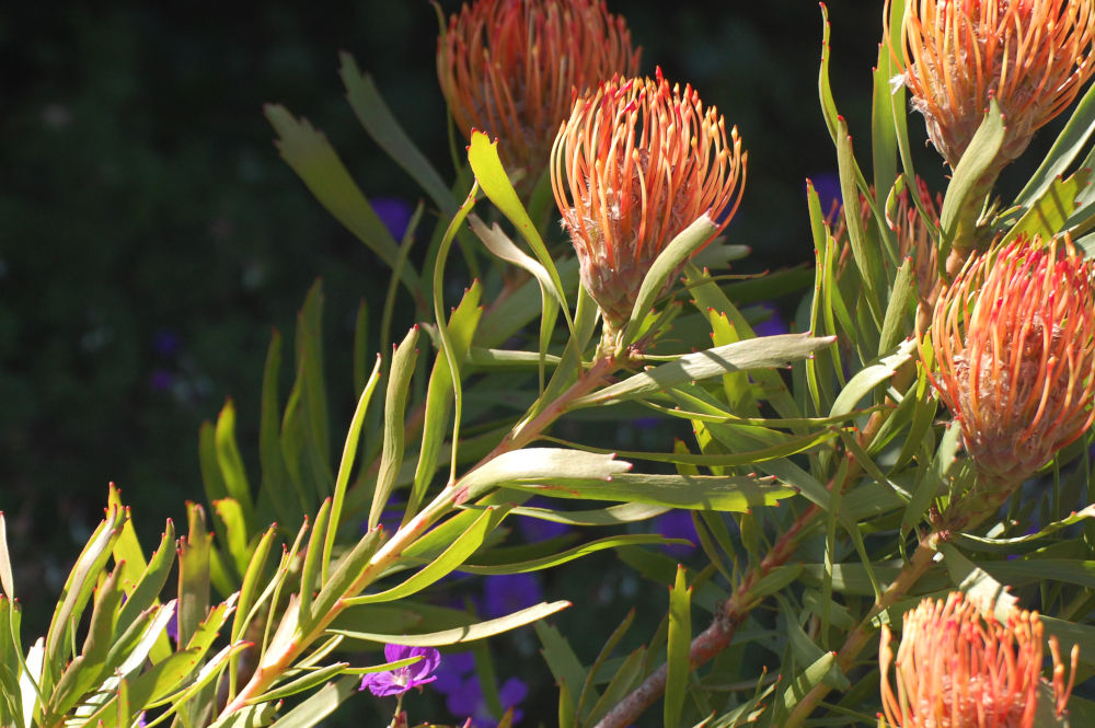 dal Sud Africa: Leucospermum sp. (Proteaceae)