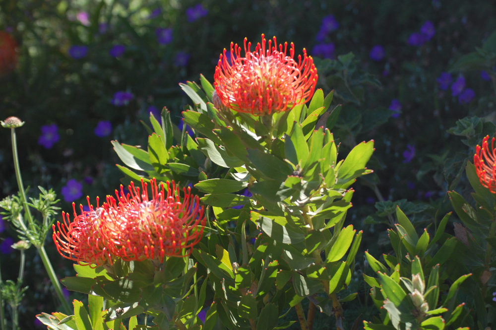 dal Sud Africa: Leucospermum sp. (Proteaceae)