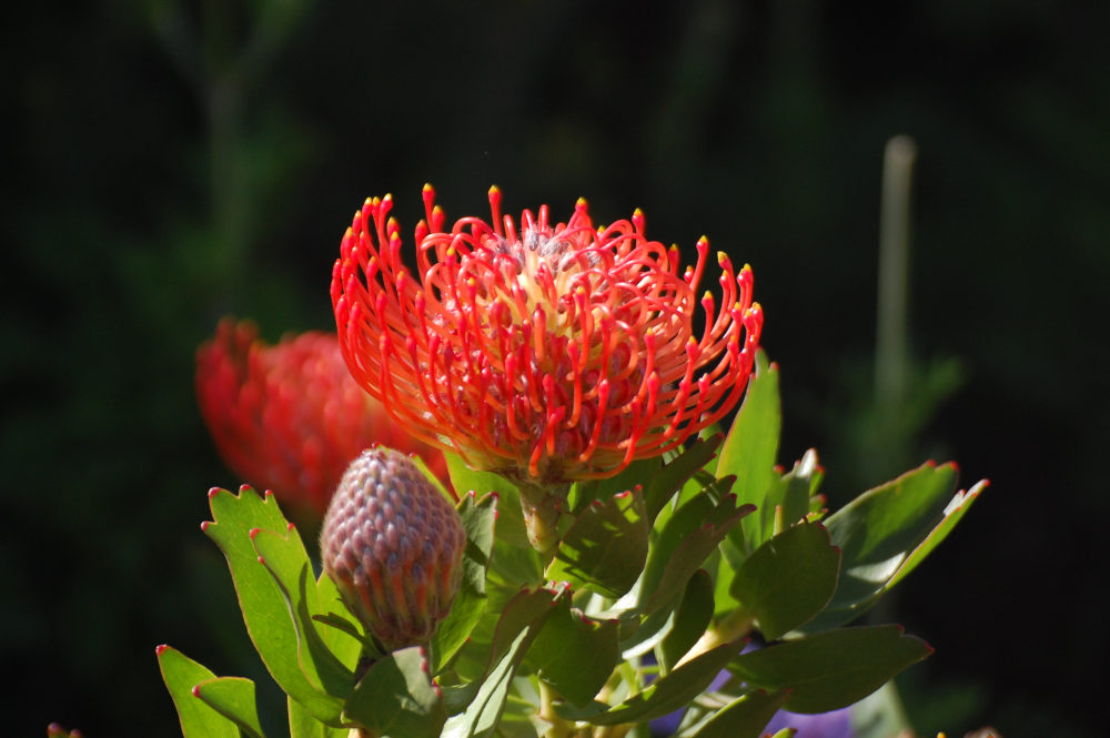 dal Sud Africa: Leucospermum sp. (Proteaceae)