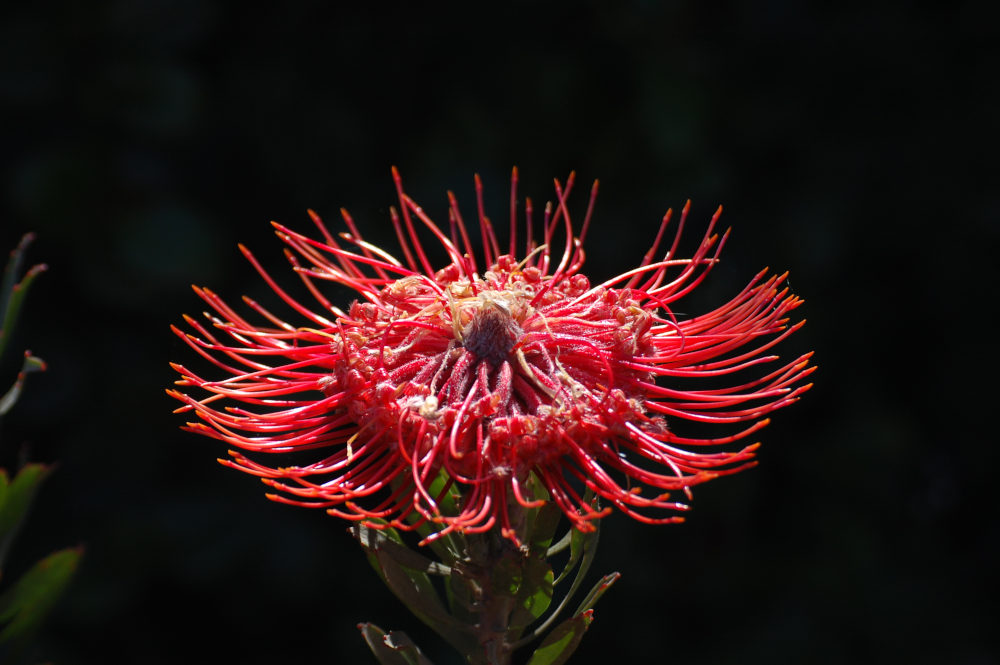 dal Sud Africa: Leucospermum sp. (Proteaceae)