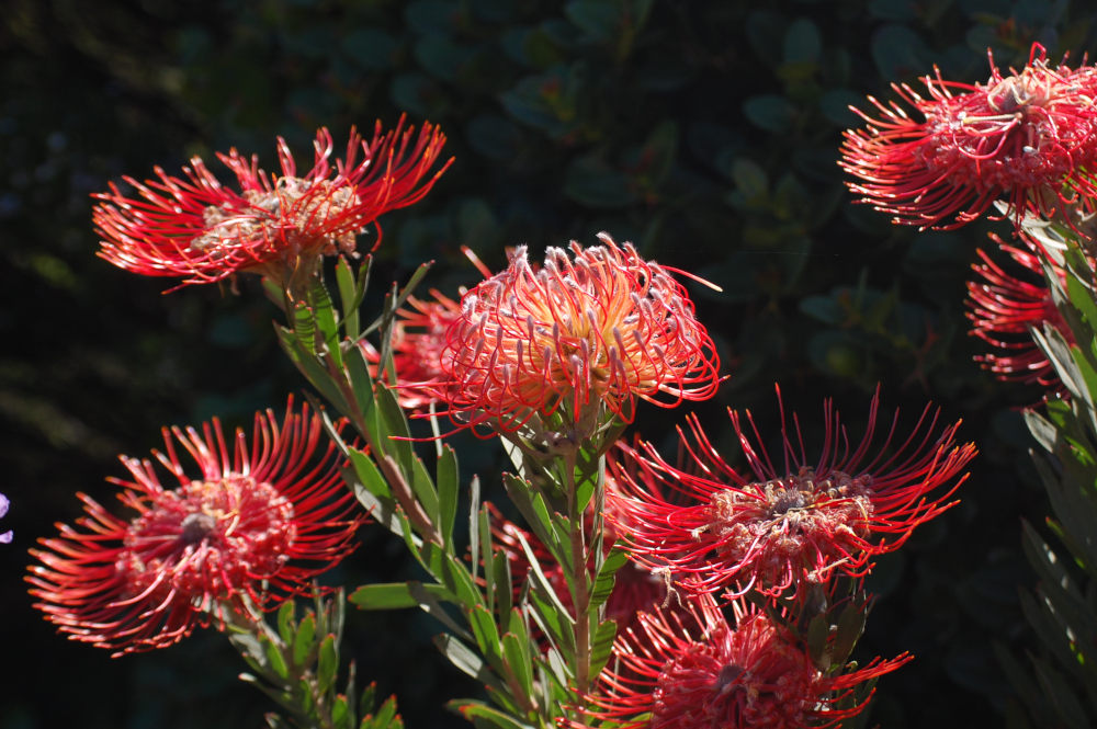 dal Sud Africa: Leucospermum sp. (Proteaceae)