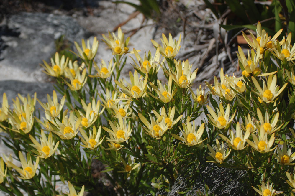 dal Sud Africa: Leucadendron strobilinum (Proteaceae)