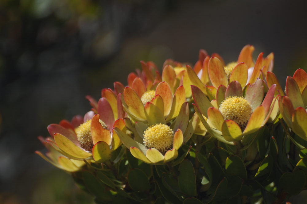 dal Sud Africa: Leucadendron strobilinum (Proteaceae)