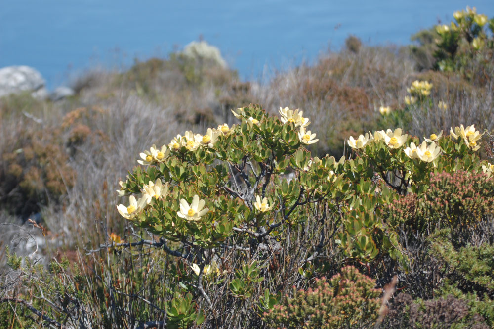 dal Sud Africa: Leucadendron strobilinum (Proteaceae)