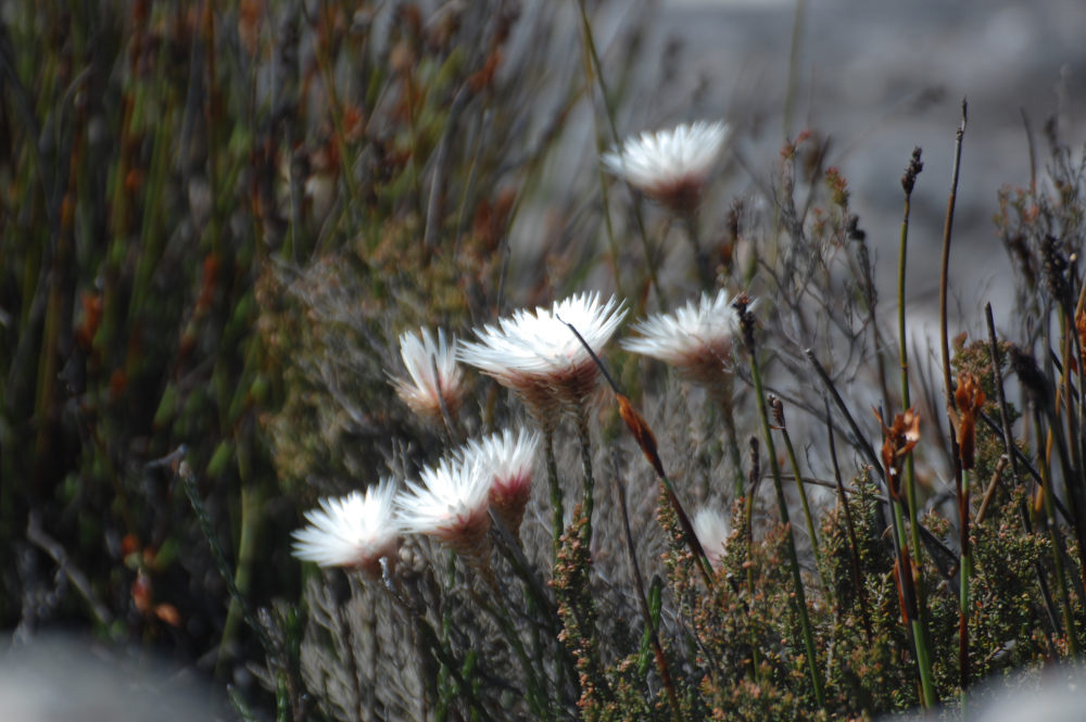 dal Sud Africa: Edmondia sesamoides (Asteraceae)