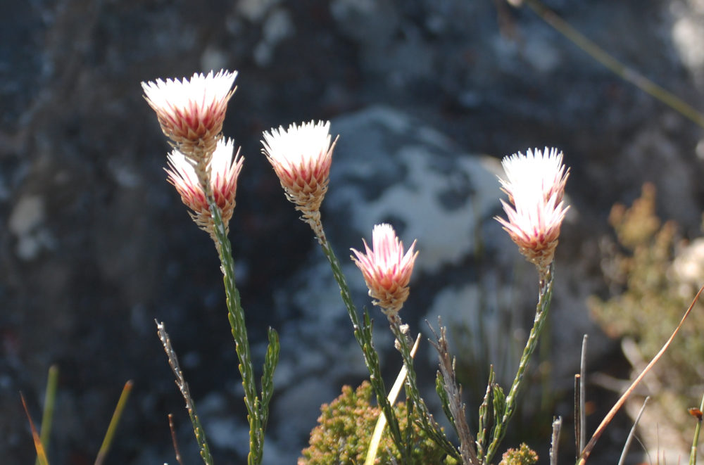 dal Sud Africa: Edmondia sesamoides (Asteraceae)