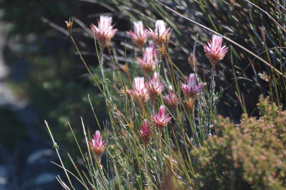 dal Sud Africa: Edmondia sesamoides (Asteraceae)