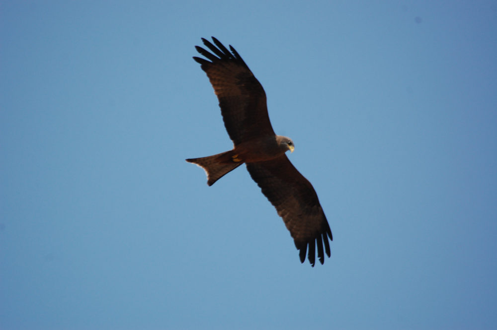 dal Sud Africa: Nibbio beccogiallo (Milvus aegyptius)