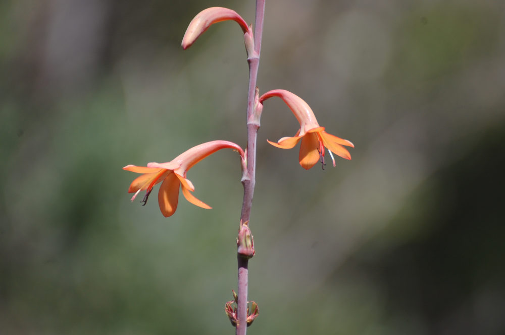 dal Sud Africa: Watsonia cfr. tabularis (Iridaceae)