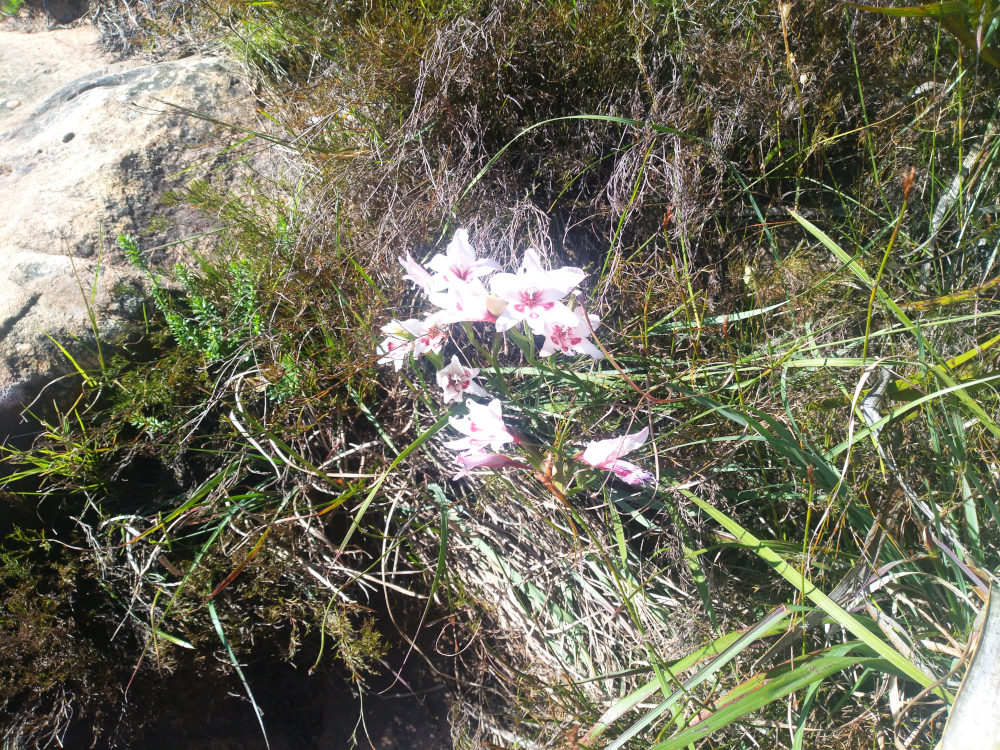 dal Sud Africa: Gladiolus carneus (Iridaceae)