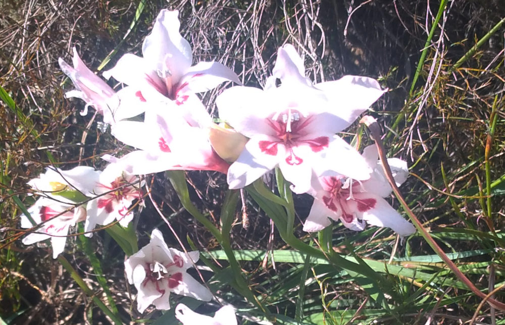 dal Sud Africa: Gladiolus carneus (Iridaceae)