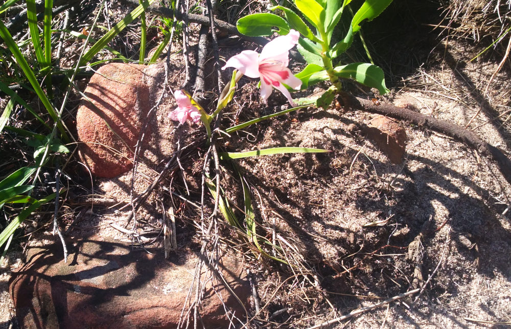 dal Sud Africa: Gladiolus carneus (Iridaceae)