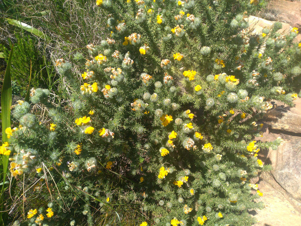 dal Sud Africa: Aspalathus chenopoda (Fabaceae)
