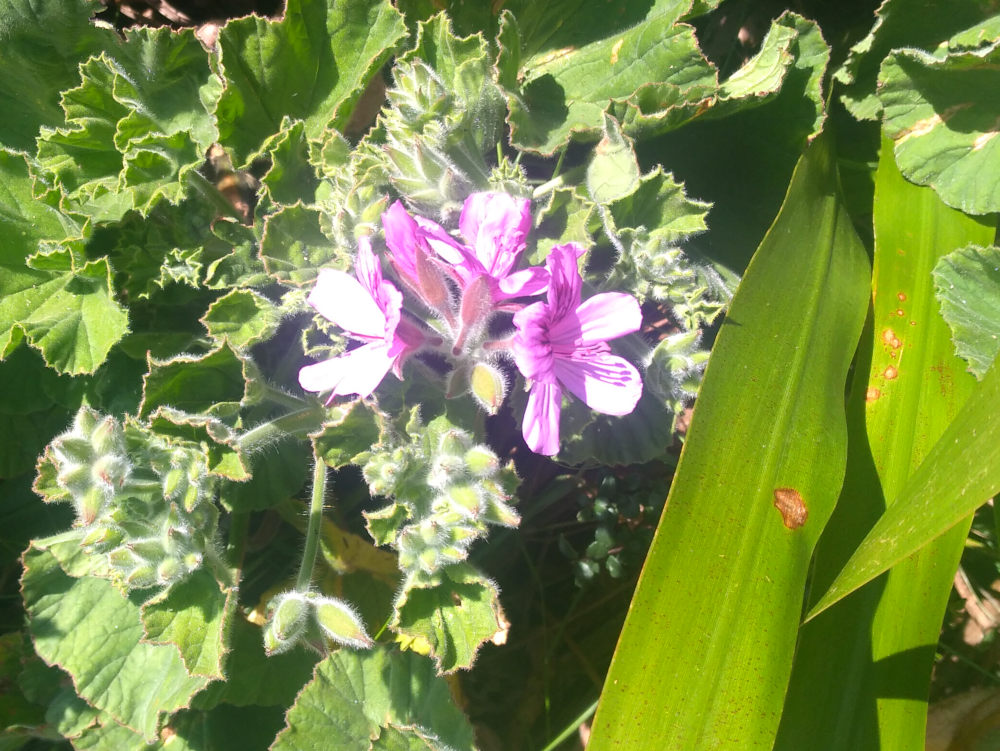 dal Sud Africa: Pelargonium cucullatum (Geraniaceae)