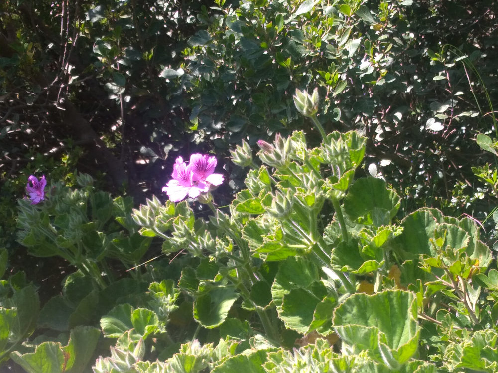 dal Sud Africa: Pelargonium cucullatum (Geraniaceae)