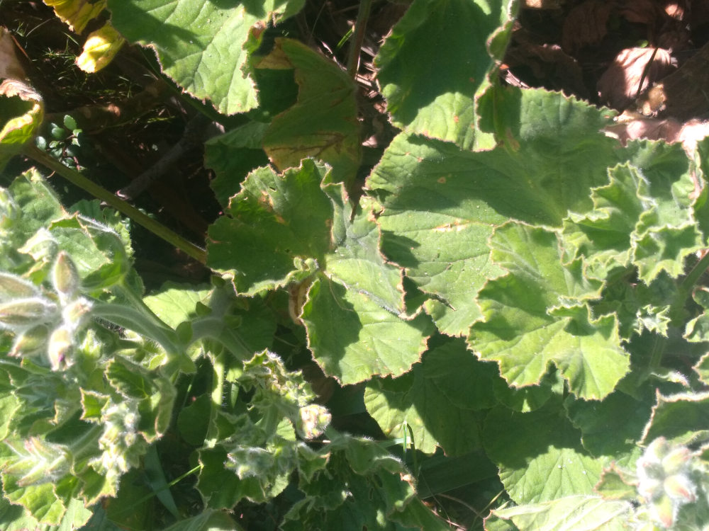 dal Sud Africa: Pelargonium cucullatum (Geraniaceae)