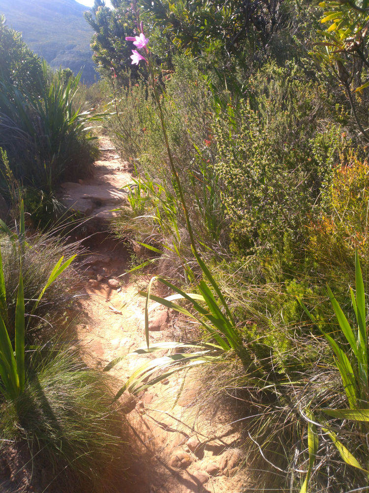 dal Sud Africa: Watsonia borbonica (Iridaceae)