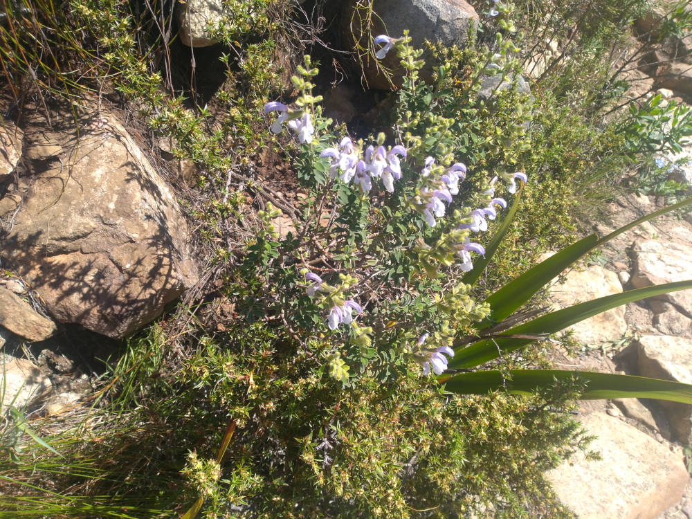 dal Sud Africa: Salvia africana (Lamiaceae)