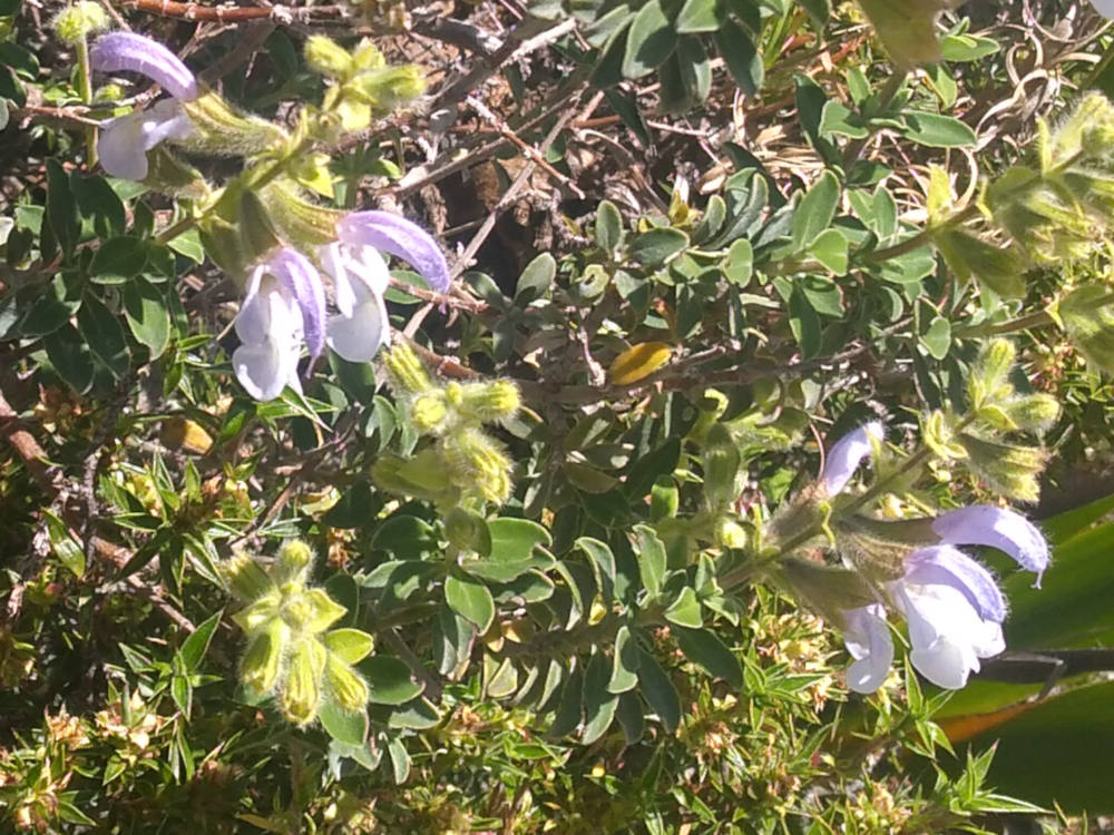 dal Sud Africa: Salvia africana (Lamiaceae)