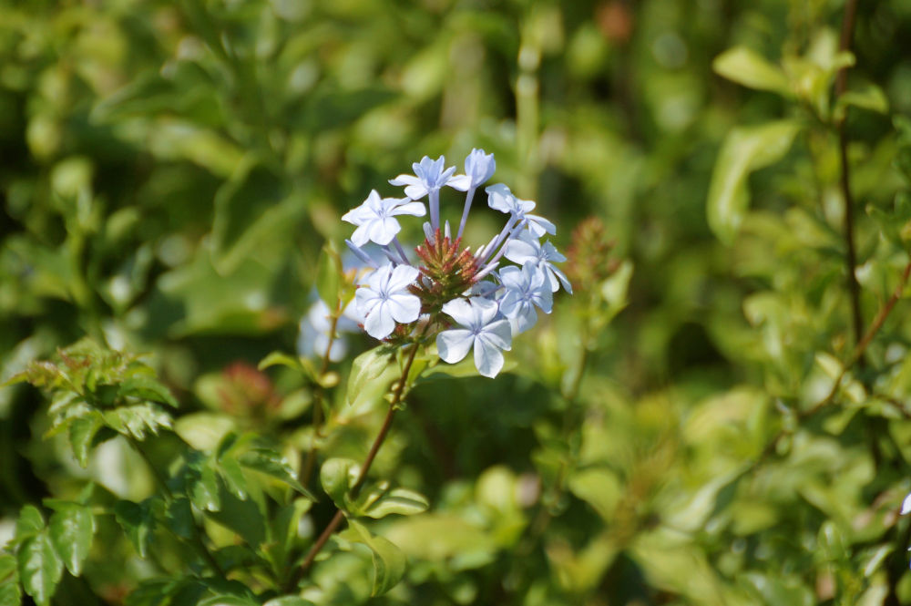 dal Sud Africa: Plumbago auriculata  (Plumbaginaceae)