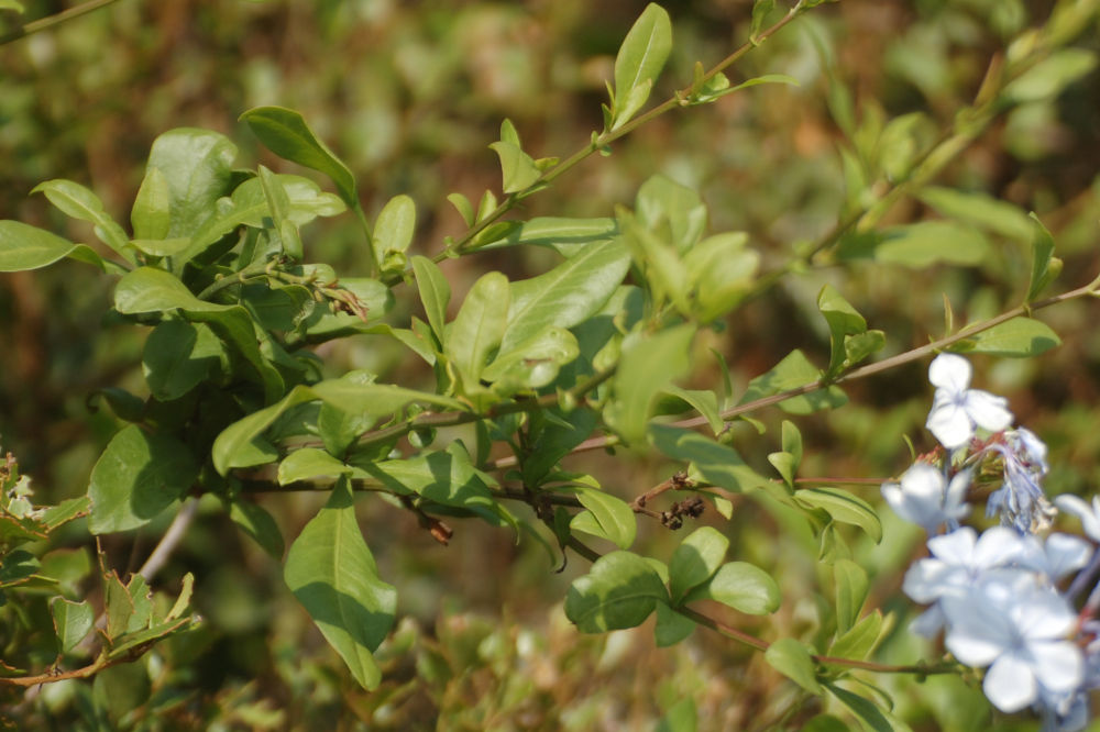 dal Sud Africa: Plumbago auriculata  (Plumbaginaceae)