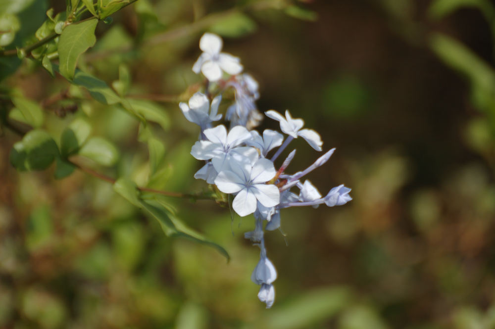 dal Sud Africa: Plumbago auriculata  (Plumbaginaceae)