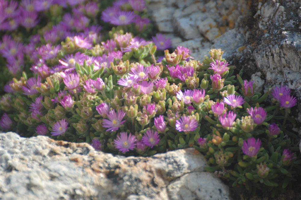 dal Sud Africa: Ruschia crf. macowanii (Aizoaceae)