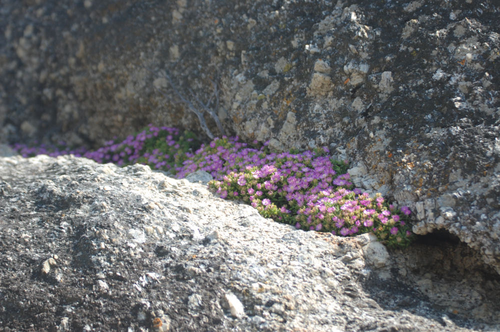 dal Sud Africa: Ruschia crf. macowanii (Aizoaceae)