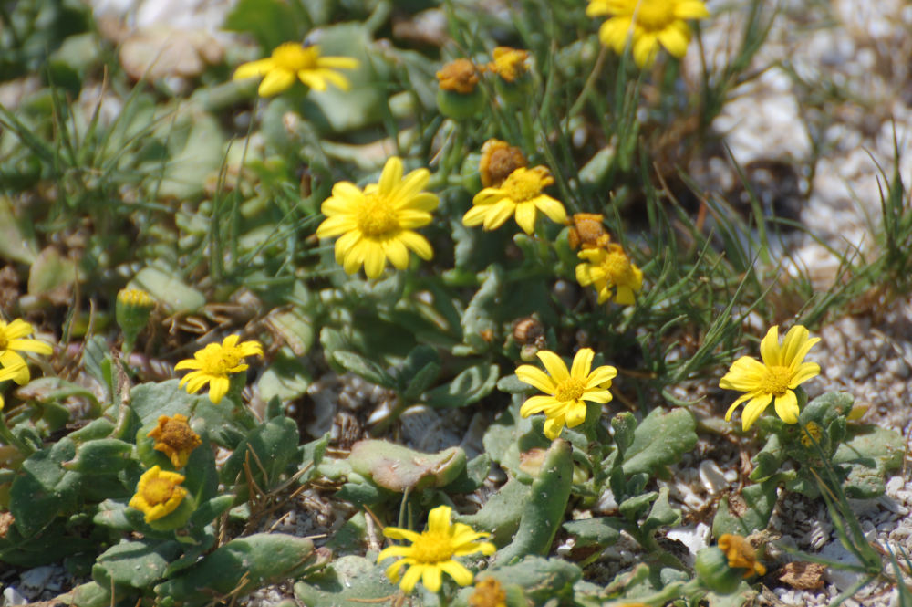 dal Sud Africa: Senecio maritimus (Asteraceae)