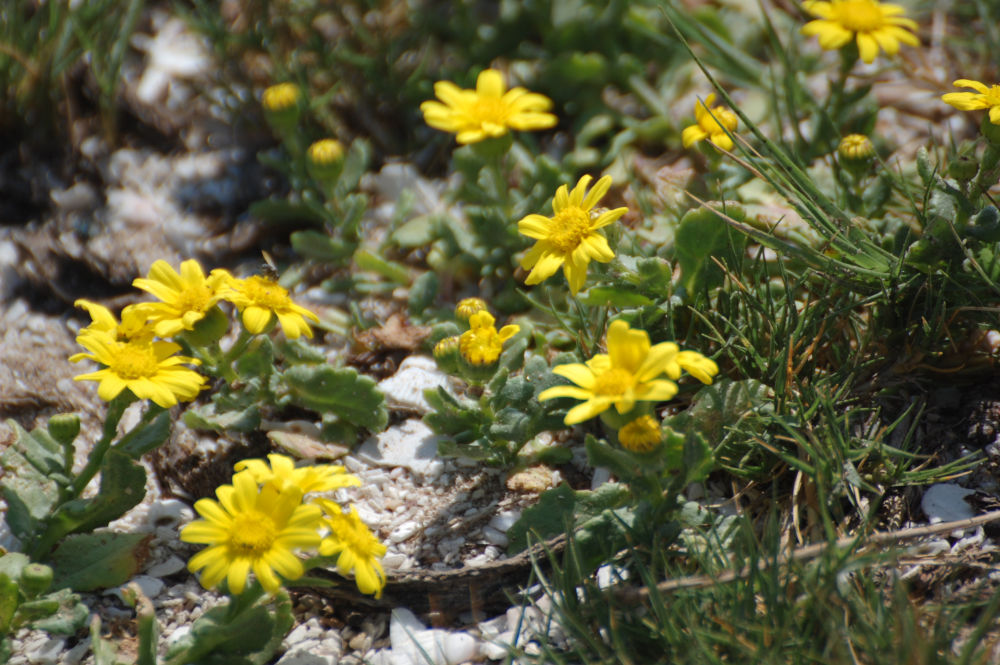 dal Sud Africa: Senecio maritimus (Asteraceae)