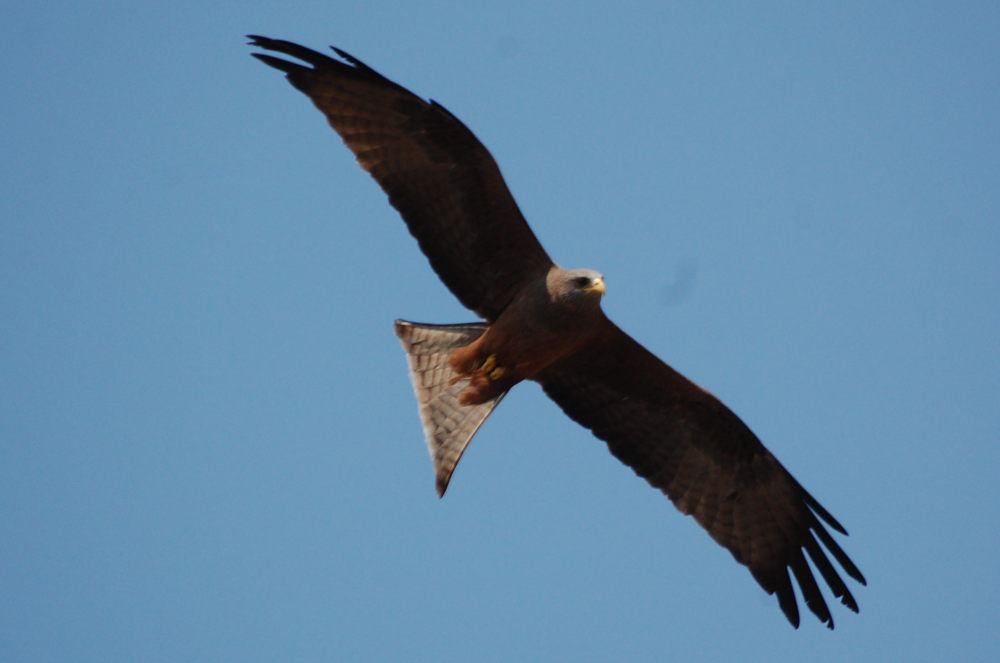 dal Sud Africa: Nibbio beccogiallo (Milvus aegyptius)