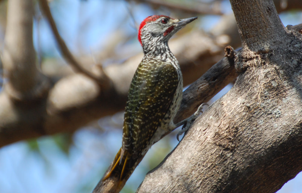 dal Sud Africa: Campethera abingoni