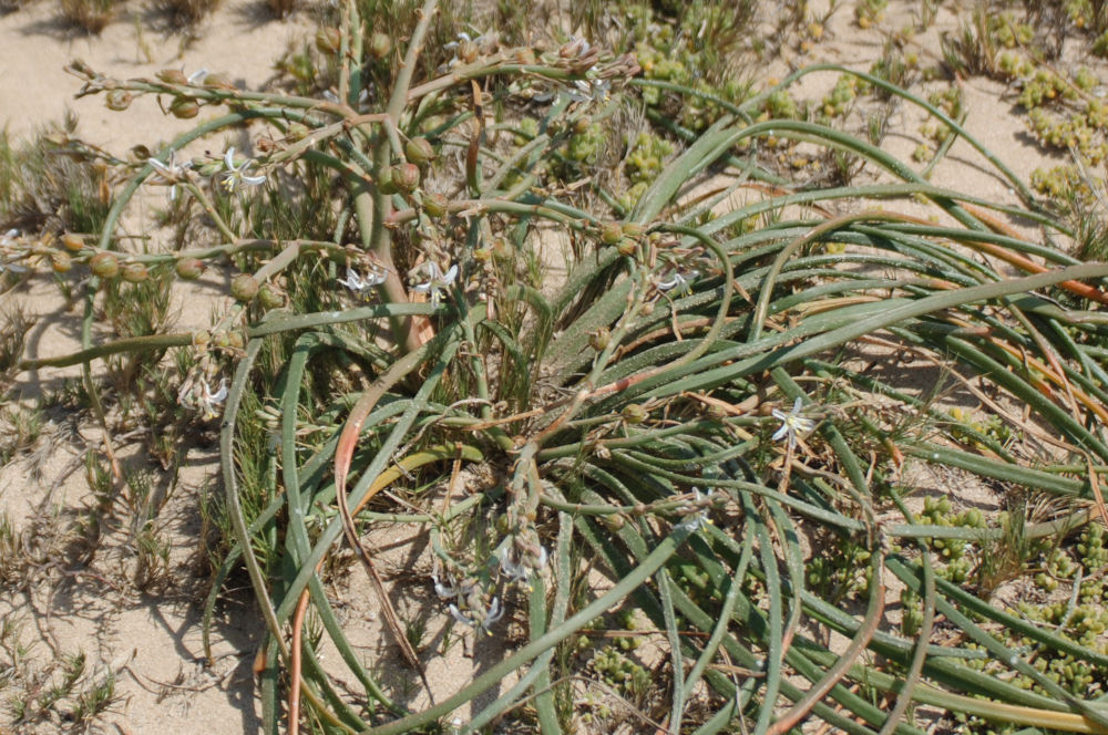 dal Sud Africa:  Trachyandra divaricata (Asphodelaceae)